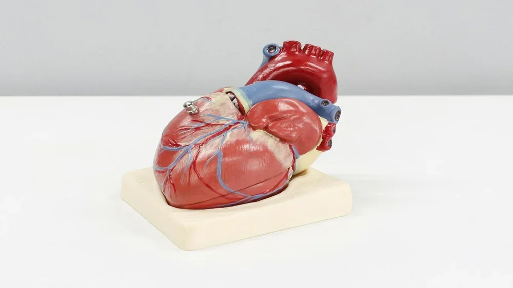 Este es el peor hábito para nuestro corazón según los cardiólogos